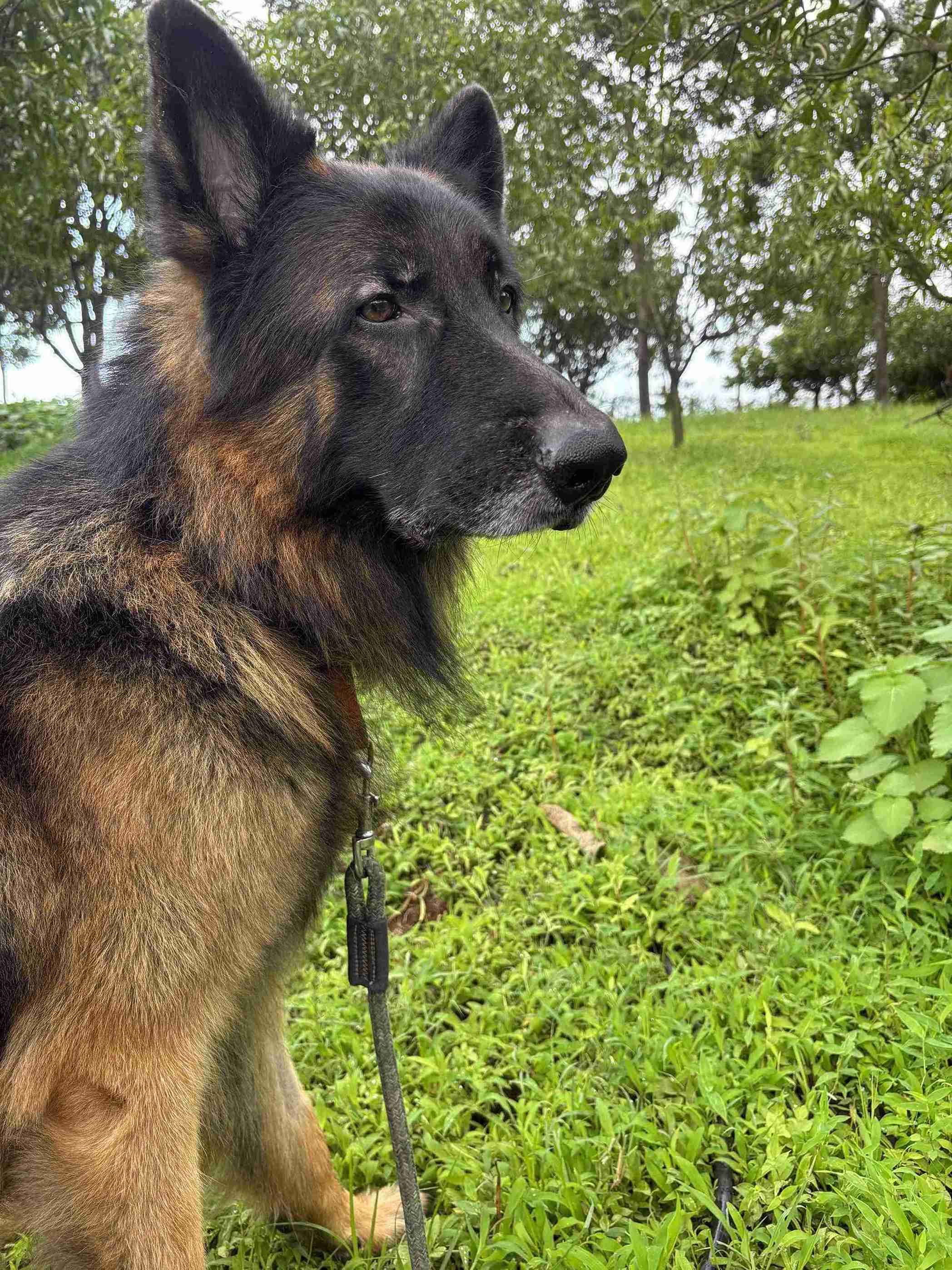 Baba — German Shepherd · 6 years